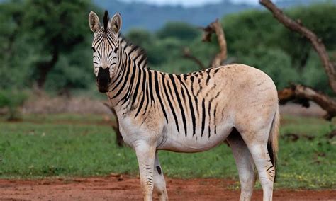 The Extinct Zebra: Discover the Story of the Quagga - A-Z Animals
