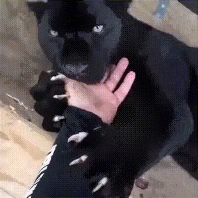 black panther gifs | WiffleGif