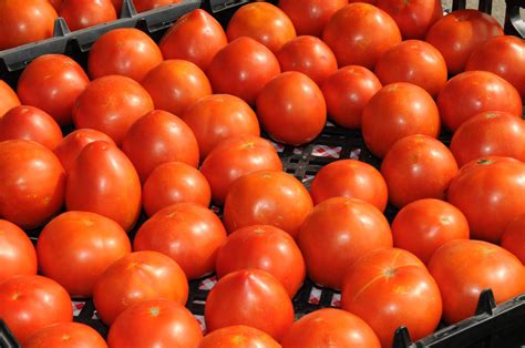 health benefits  tomatoes high plains journal