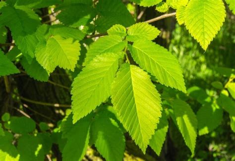 How To Identify Types Of Elm Trees By The Leaves And Barks 