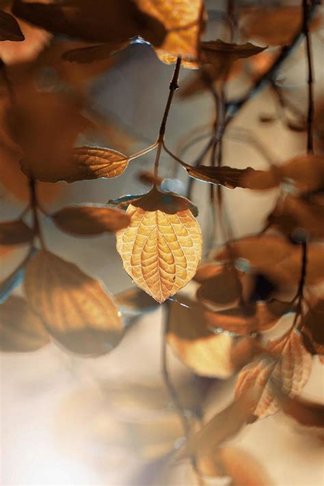 brown tree leaves in autumn season 8696717 Stock Photo at Vecteezy