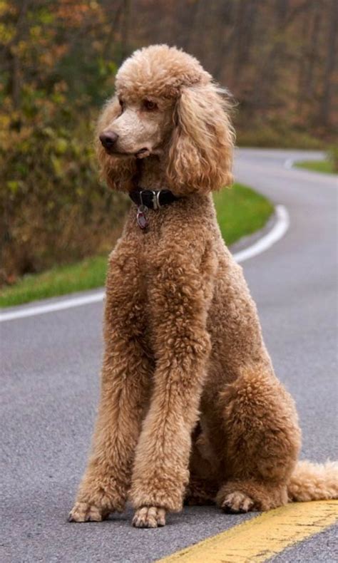 Pin by Suzette Richardson on Standard Poodle in 2023 | Poodle haircut, Poodle puppy standard ...