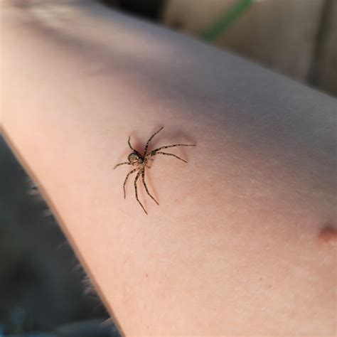 SW Washington State - ID Request : r/spiders