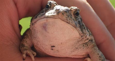 life rebooted toad