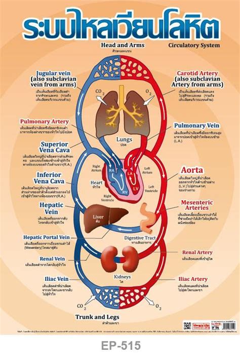 INTOP By OST Plastic Poster Circulatory System ระบบไหลเวียนโลหิต ...