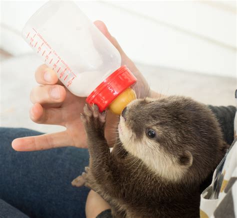 15+ Baby Otters That Can Steal Your Heart in Record Time / Bright Side