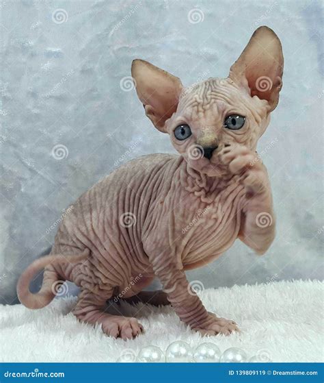 One-eyed Sphinx Moth Stock Photo | CartoonDealer.com #31925730