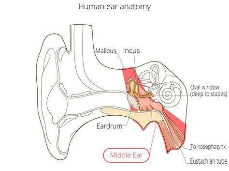 Ear Anatomy | Causes of Hearing Loss | Hearing Aids | Audiology