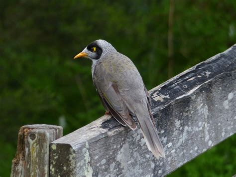 BirdLife Melbourne - Noisy Miner