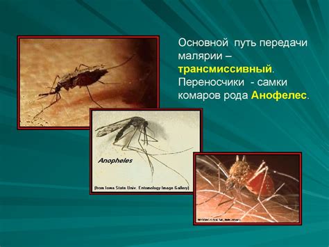 Малярия - презентация онлайн