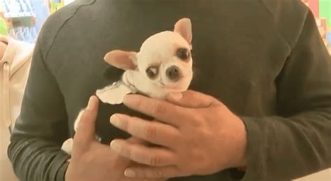 Meet Pearl the Chihuahua, The Smallest Dog Ever Recorded - Doggodigest