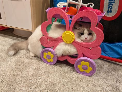 Ragdoll Kitty Galore!