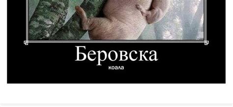 Беровска коала – Навалица