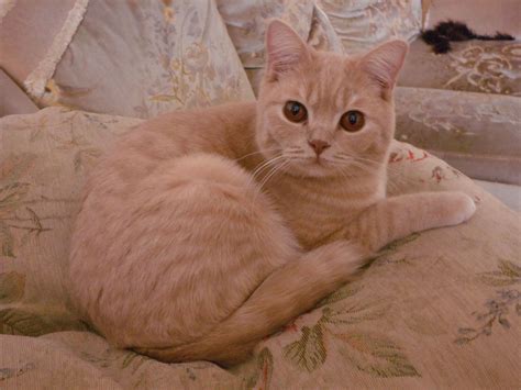 Pickle our Cream British Shorthair almost camouflaged on his cushion ...