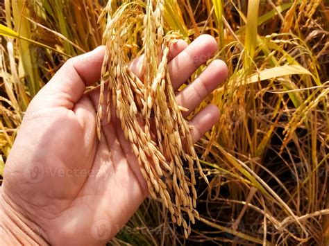 Agriculture, hand tenderly touching rice in the paddy field, Hand ...