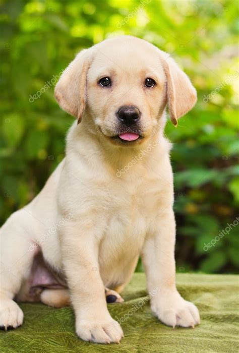 yellow lab puppies pennsylvania  luis silva blog