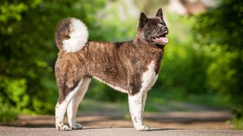 25 cute Akita puppies for sale | Good Dog