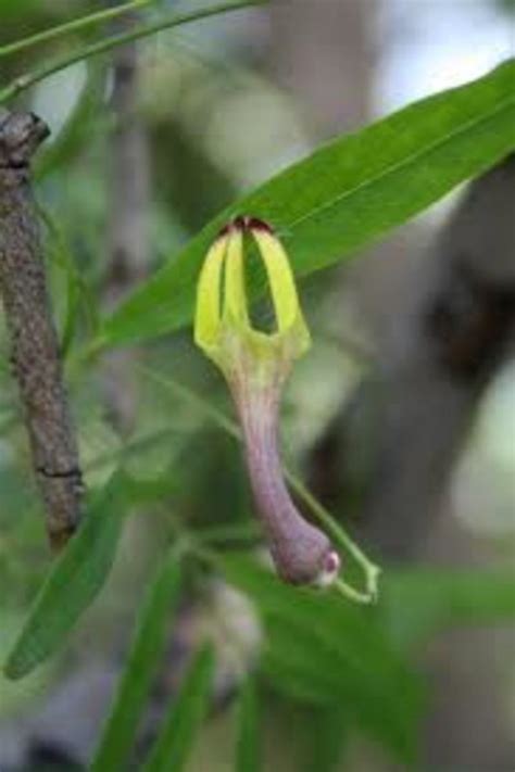 List of Rare and Endangered Indian Plants - Owlcation
