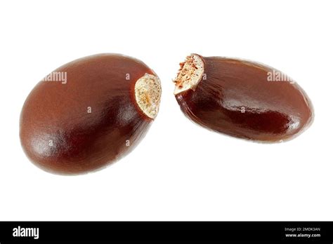 Litchi chinensis, Lychee, Litchi, close up, seeds, 15-20 mm long Stock ...