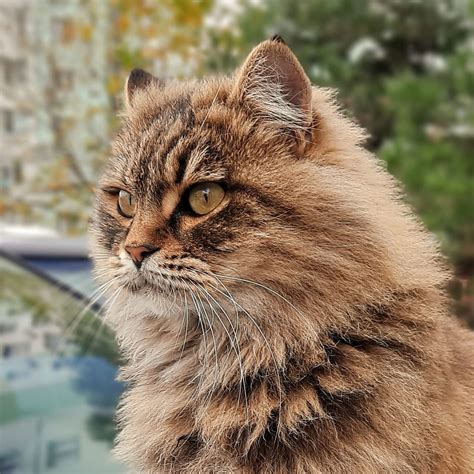 Одеські котики