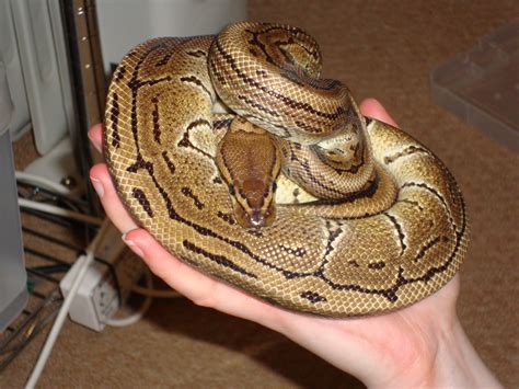 Wales - Royal pythons (morphs) with setups | Reptile Forums