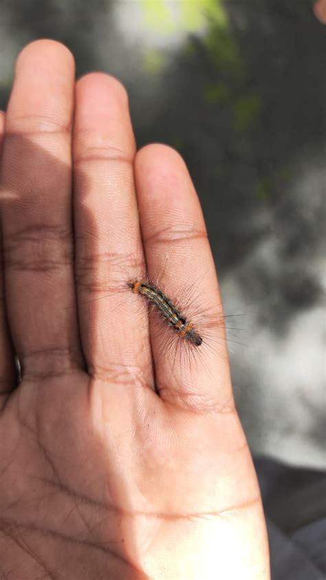 Butterflies and Moths from Kaliwining, Gebang, Nogosari, Rambipuji ...