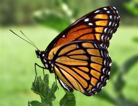 Viceroy (butterfly) - Simple English Wikipedia, the free encyclopedia