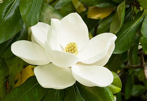 Best Magnolia Flower Stock Photos, Pictures & Royalty-Free Images - iStock