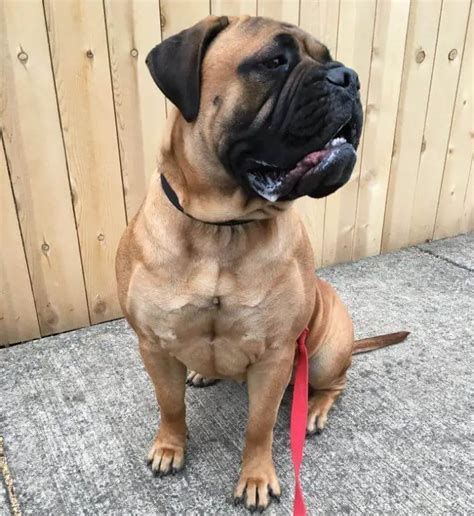Top 15 Most Popular Gentle Giant Dog Breeds - ilovedogscute.com