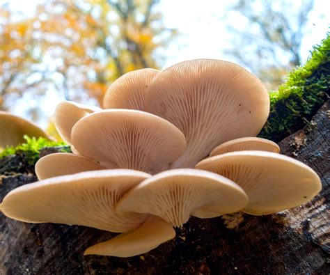 Five Of The Best Fungi For Growing Mushrooms On Logs | Gardening Know How