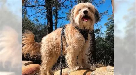 Ultimate Guide To Dog-Friendly Hiking In Southern California: Trails ...