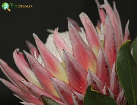 Order Proteales Characteristics | Sugarbushes & Water Lotus Flowers