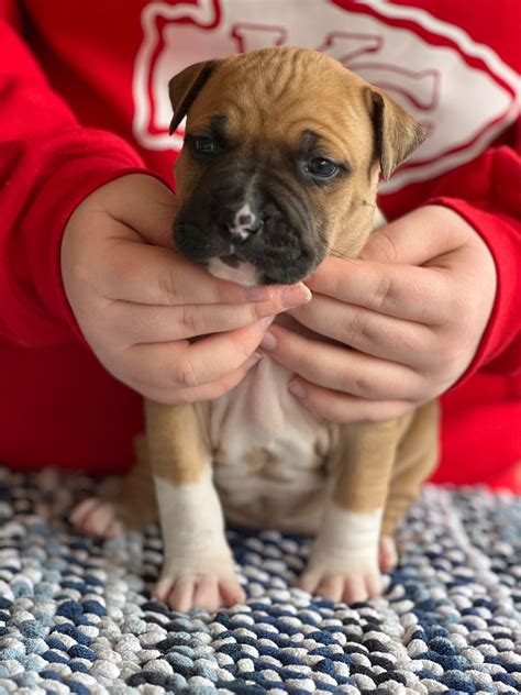 American Staffordshire Terrier (Amstaff) Puppies For Sale