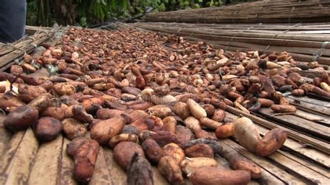 Cocoa Beans are Drying on a Bamboo Mat Stock Video - Video of fruits ...