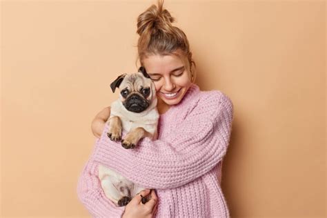 Mops, Rasseportrait zu Alter, Charakter, Haltung, Pflege