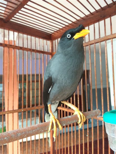 arti mimpi menangkap burung jalak kebo