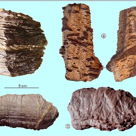 Examples of ventifacts with rubbing pits. Lower Triassic of the Vosges... | Download Scientific ...