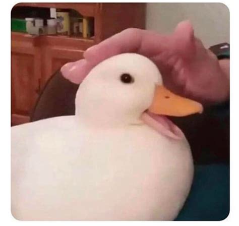 happy duck memes happy birthday duck