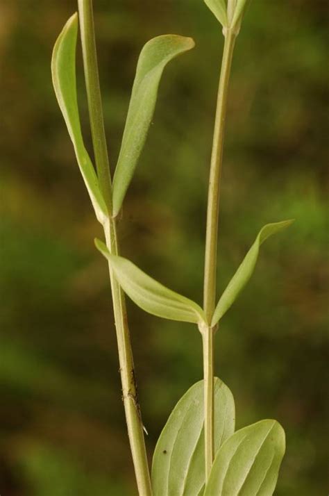 Centaurium erythraea - Burke Herbarium Image Collection