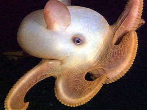 Dumbo Octopus: Fun Facts, Pictures & Information | hubpages