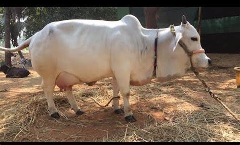 Punganur Cow Buy punganur cow in Hyderabad Telangana India from GVC ...