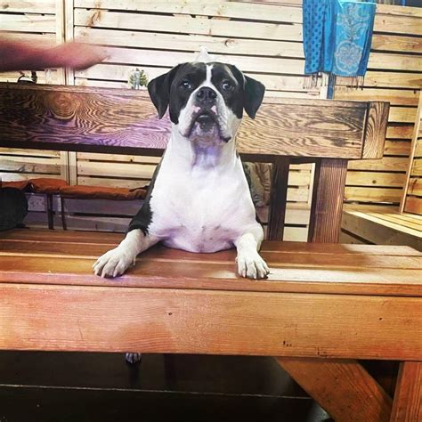 What it truly meant for Johnny hardwick to voice Dale Gribble 3