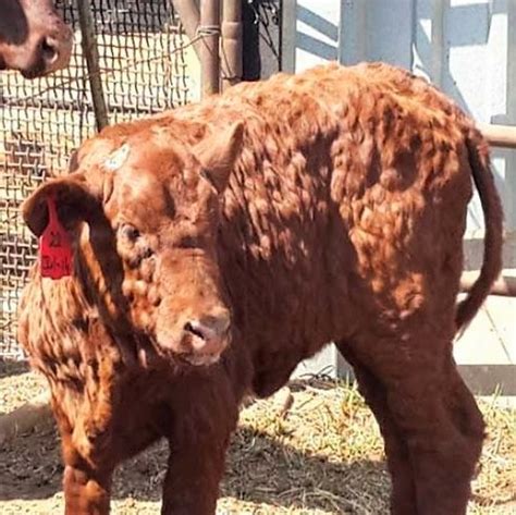 Dermatosis nodular contagiosa en Europa Occidental – Prosaia Nuevo