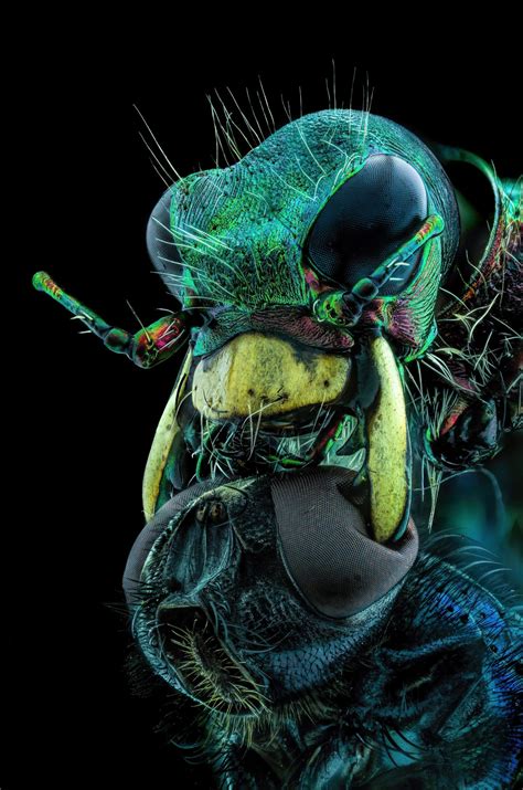 Demonic Close-up of Ant's Face Is Straight Out of a Horror Movie - CNET