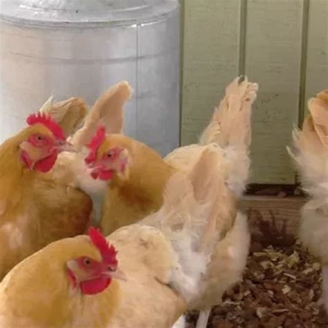 Video: Backyard Chicken Feed Basics | Purina Animal Nutrition