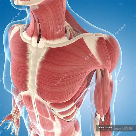 Chest Muscles Anatomy Shoulder Muscles And Chest Human Anatomy Images