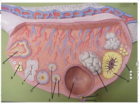 stages  ovarian development diagram quizlet
