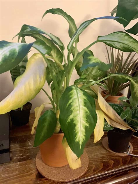 dieffenbachia yellow leaves  easy fixes plants craze