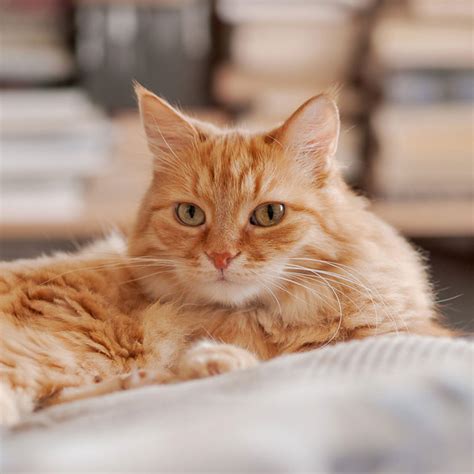 cats page