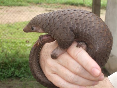 12 Passionate Facts about Pangolins - Fact City